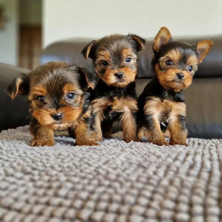 Toy Yorkshire Terrier puppies for gift. WhatsApp: +34 613372697