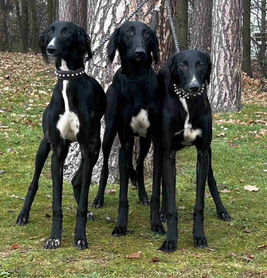 Saluki Puppies – A Unique Opportunity
