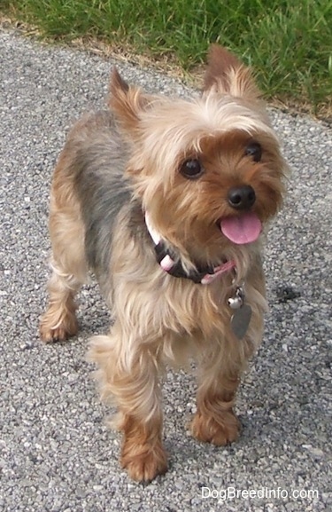 The Purebred Yorkshire Terrier