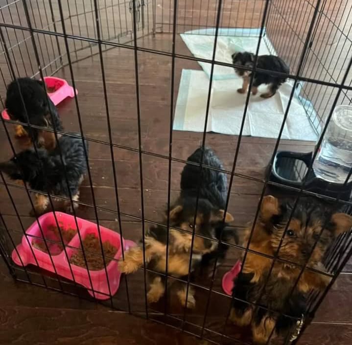 lovely yorkie puppies for rehoming
