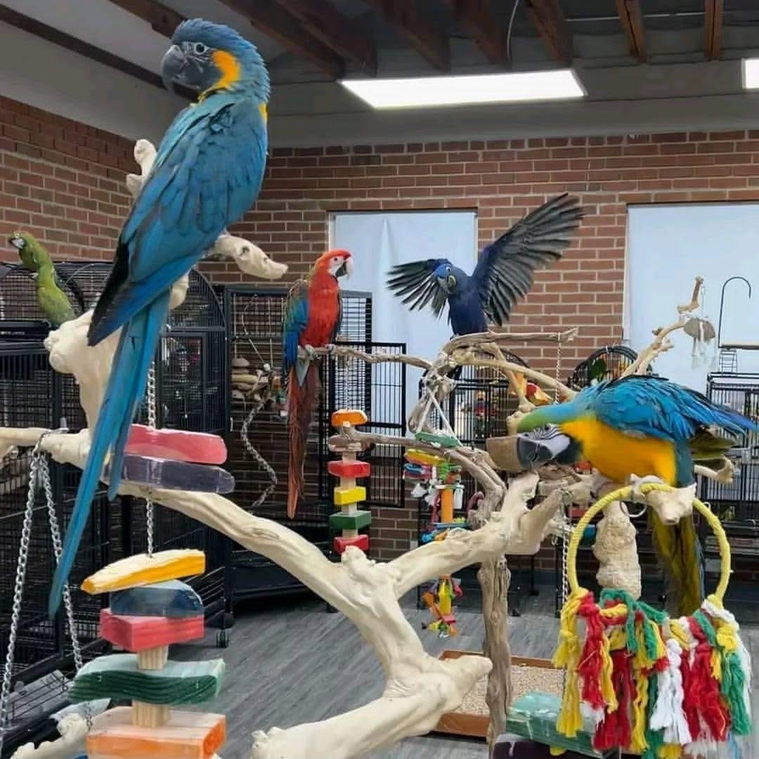 exotic birds for sale