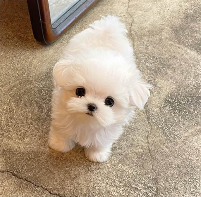 Two Teacup Maltese Puppies Needs a New Family