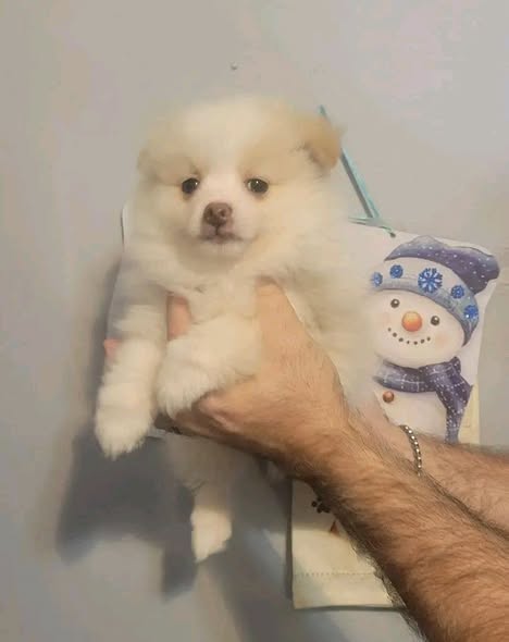 Absolutely Stunning beagle Puppies (KC reg)