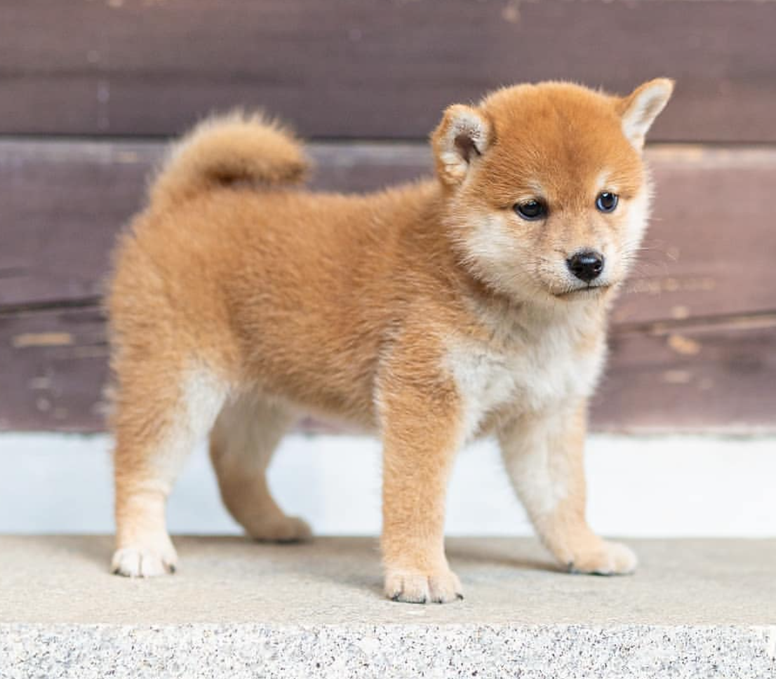 Shiba Inu puppies available for sale