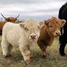 Discover the Beauty of Miniature Highland Cow Breeds