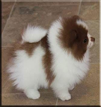poodle
