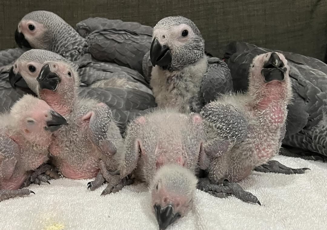 African Grey Parrot – The Talking Genius You’ve Been Waiting For