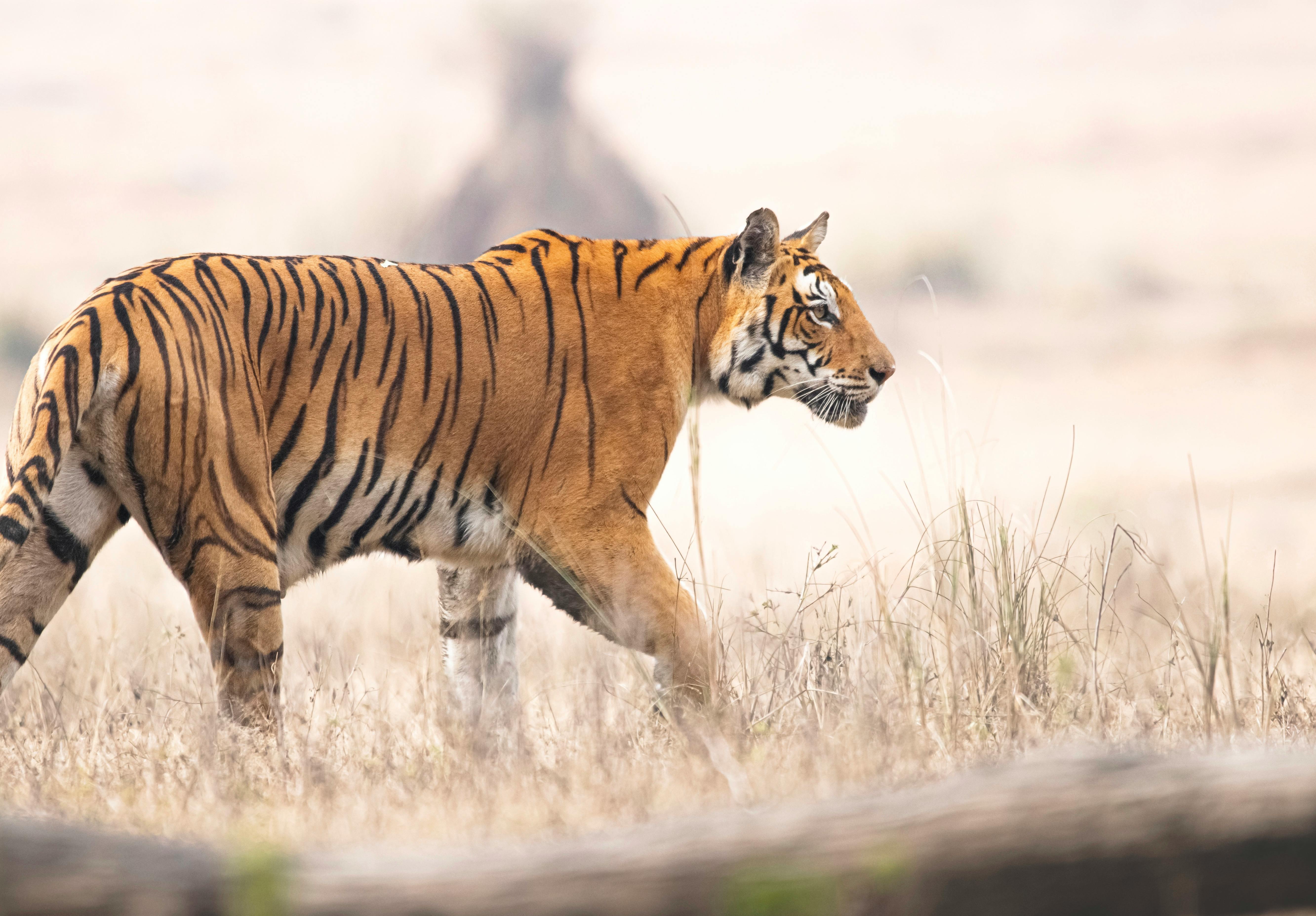 Luxe Tiger Tours in Centraal India