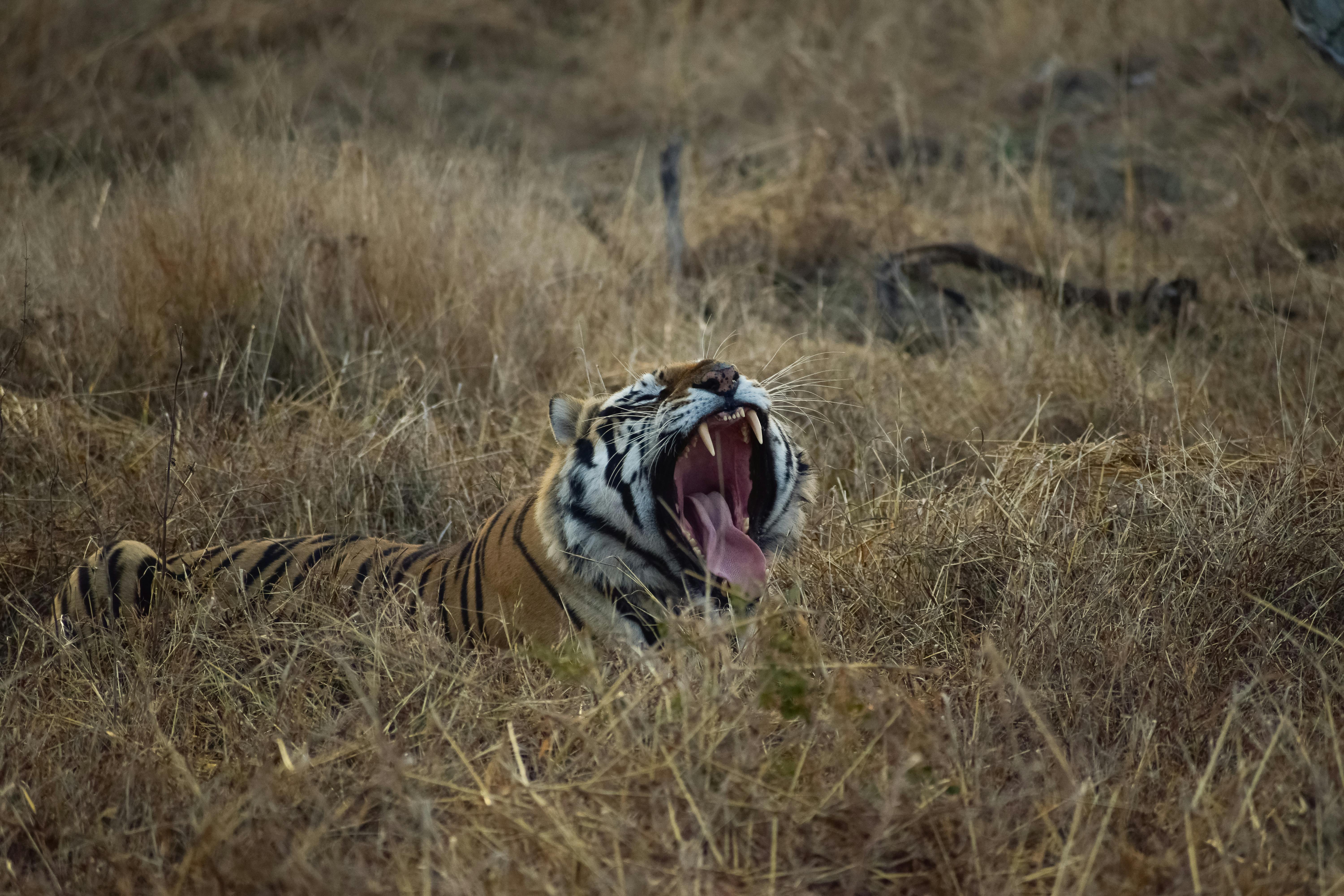 Book Luxury Central India Tiger Tours