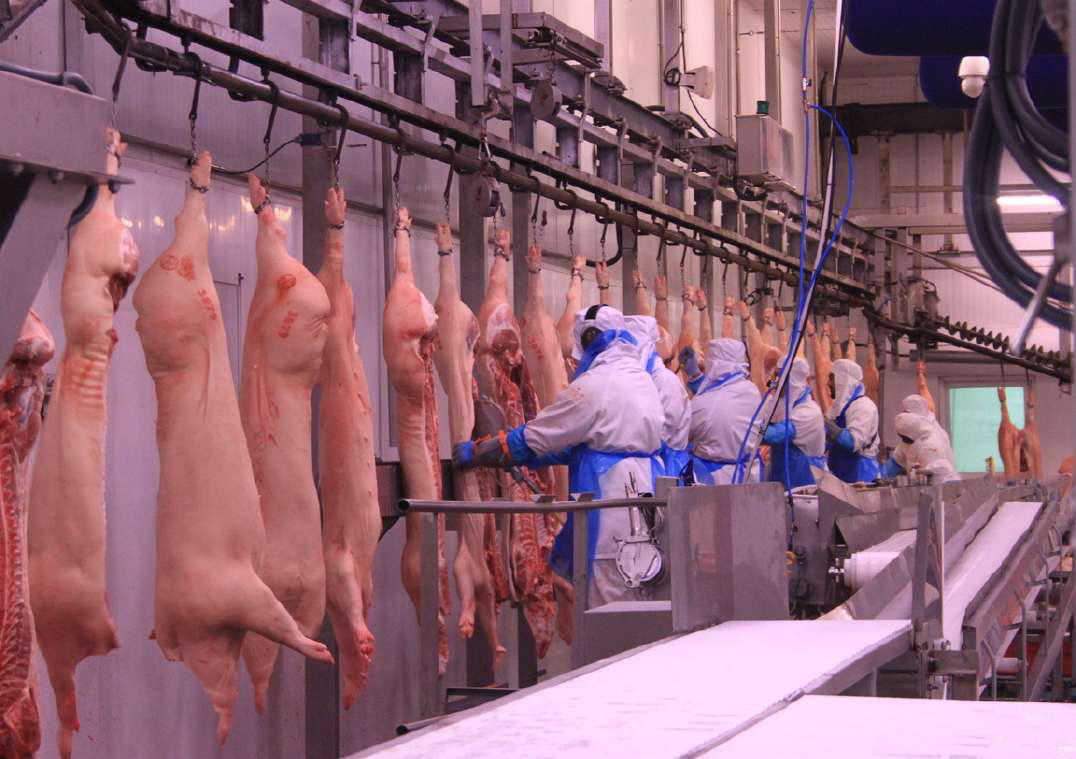 PREMIUM SPANISH PORK SUPPLY