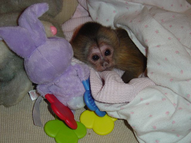 Splendid Lovely Female Capuchin monkey Today !
