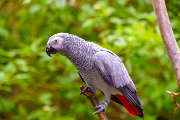 Buy Baby Parrots Online | African Grey, Macaw and Exotic Parrots for Sale