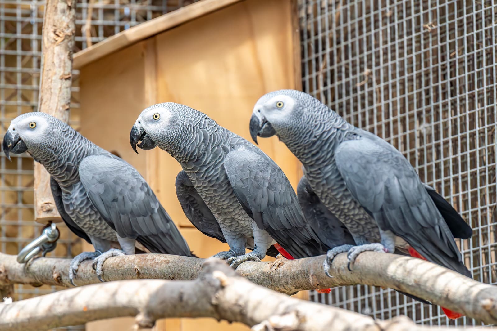 **African Grey Parrots for Loving Homes – 13 Months Old, Tame & Friendly**