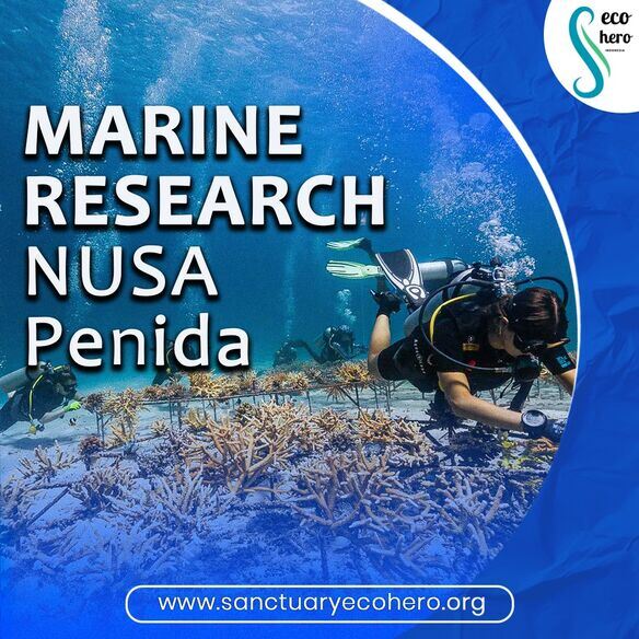 Marine research Nusa Penida