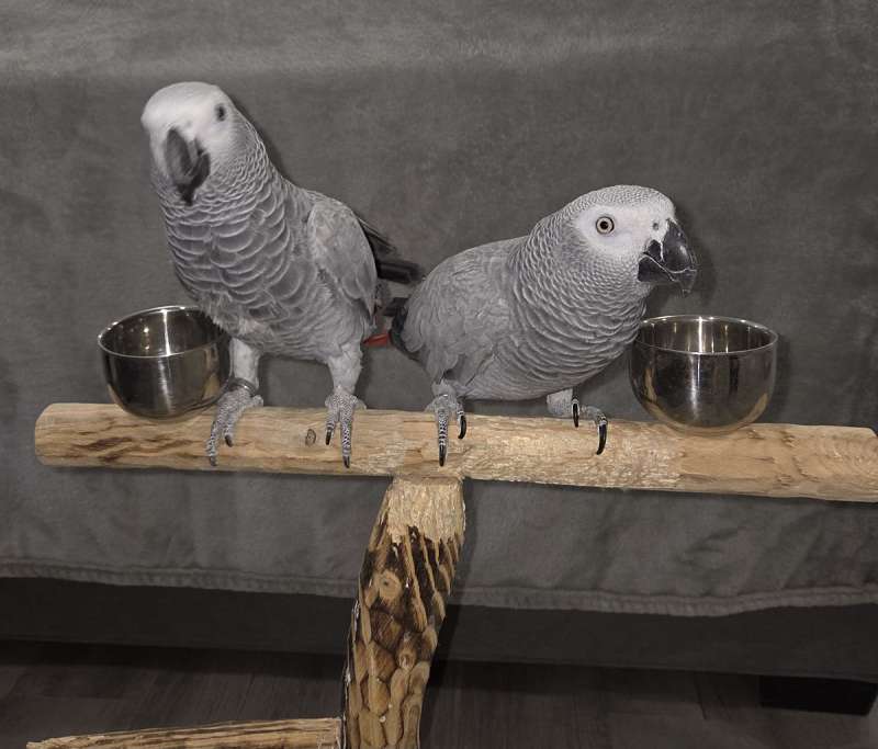 BREEDING PAIRS OF AFRICAN GREYS, MACAWS, ELECTUS, AND THEIR BABIES