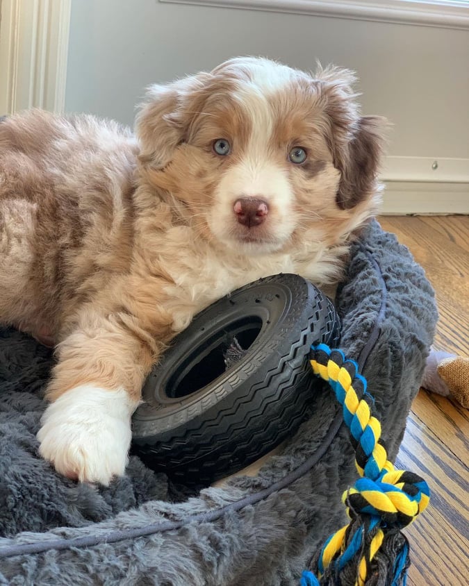 Australian Sheperd puppies