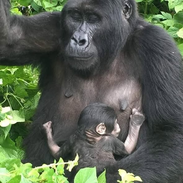 Visit Uganda, Tours and travel Co. Gorilla trekking , Book Safaris, tour packages +256 773360285