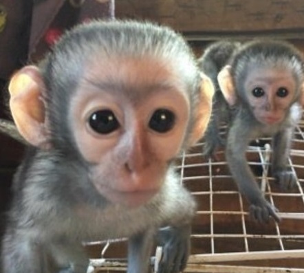 Marvelous Capuchin Monkeys for Sale